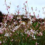 Salongespräch: Naturnahes Gärtnern im Frühjahr